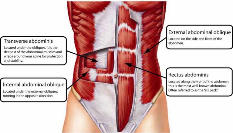 core anatomy